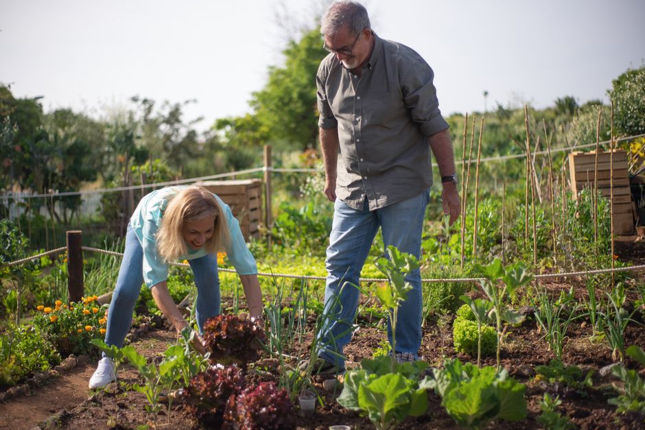 Gardening as exercise for seniors: benefits and tips